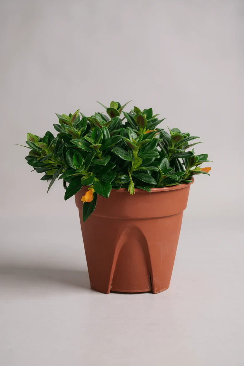 Goldfish Plant - Nematanthus - Image 7