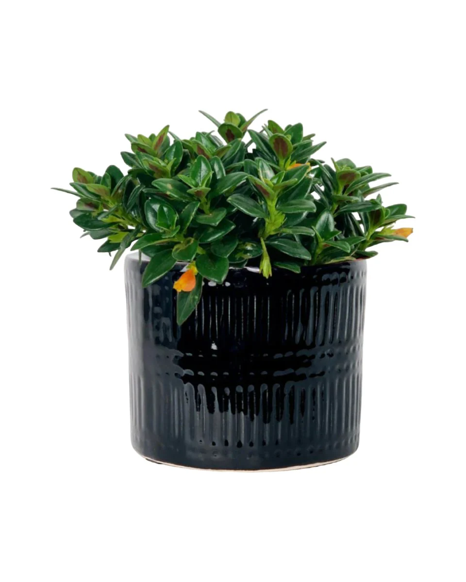 Goldfish Plant - Nematanthus - Image 8