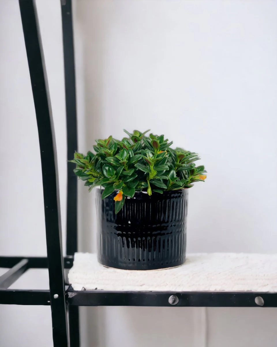 Goldfish Plant - Nematanthus - Image 9