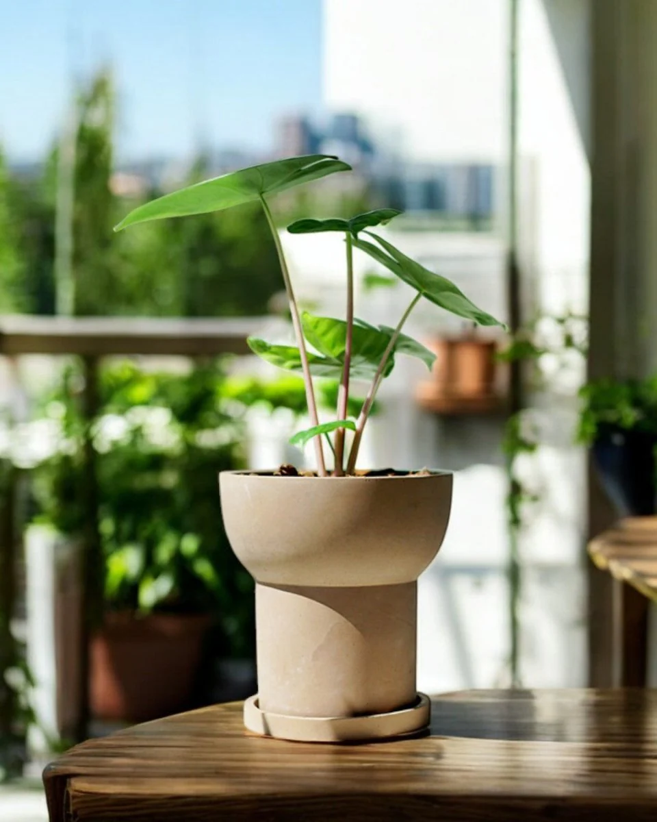 Halo Planters - Image 2