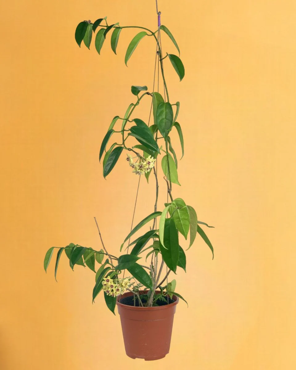 Hanging Hoya - Image 10