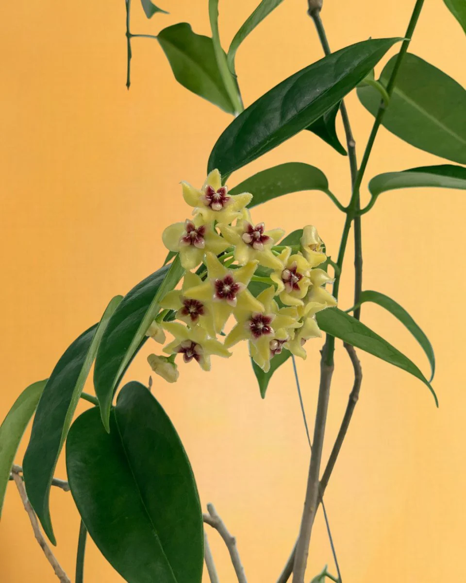 Hanging Hoya - Image 11