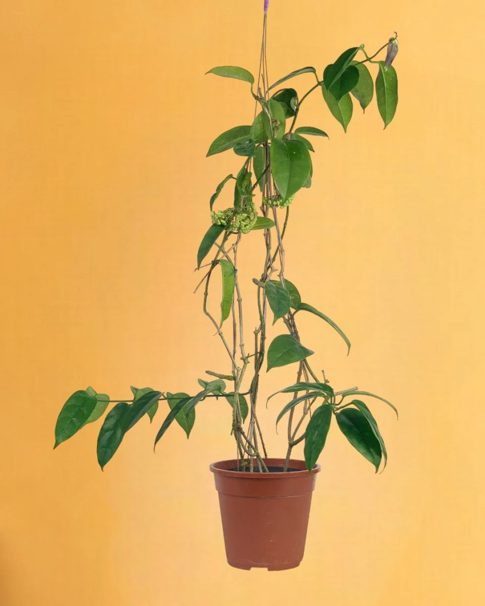 Hanging Hoya - Image 12