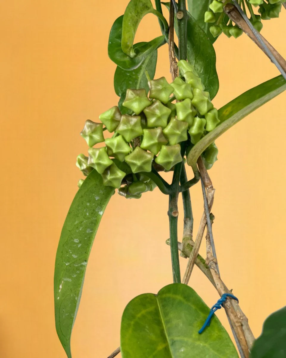 Hanging Hoya - Image 13