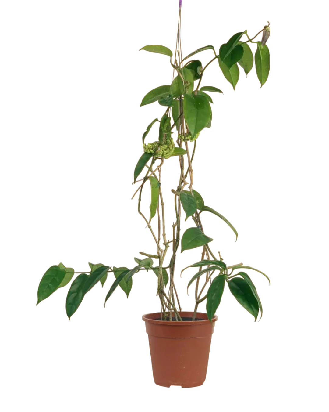 Hanging Hoya - Image 14