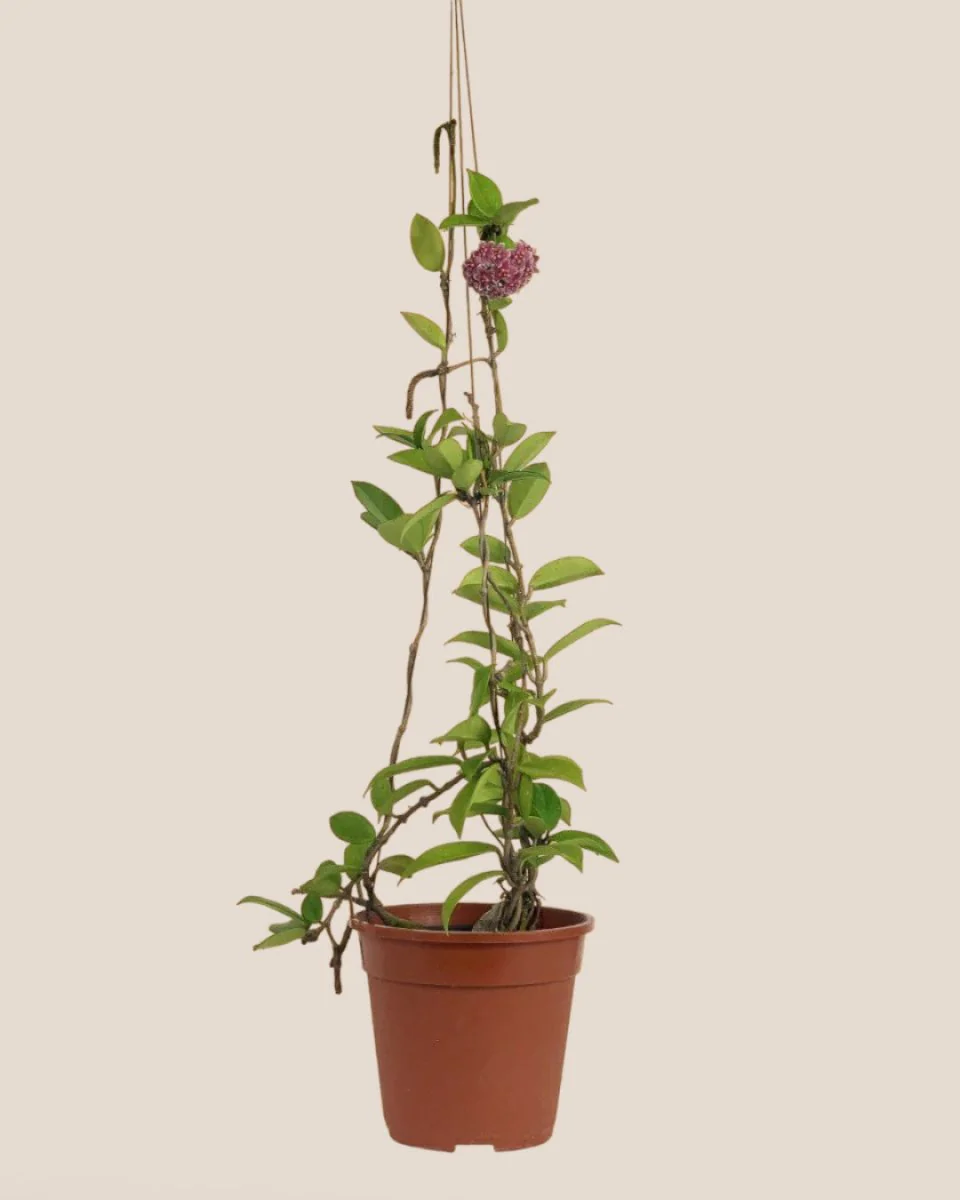 Hanging Hoya - Image 2