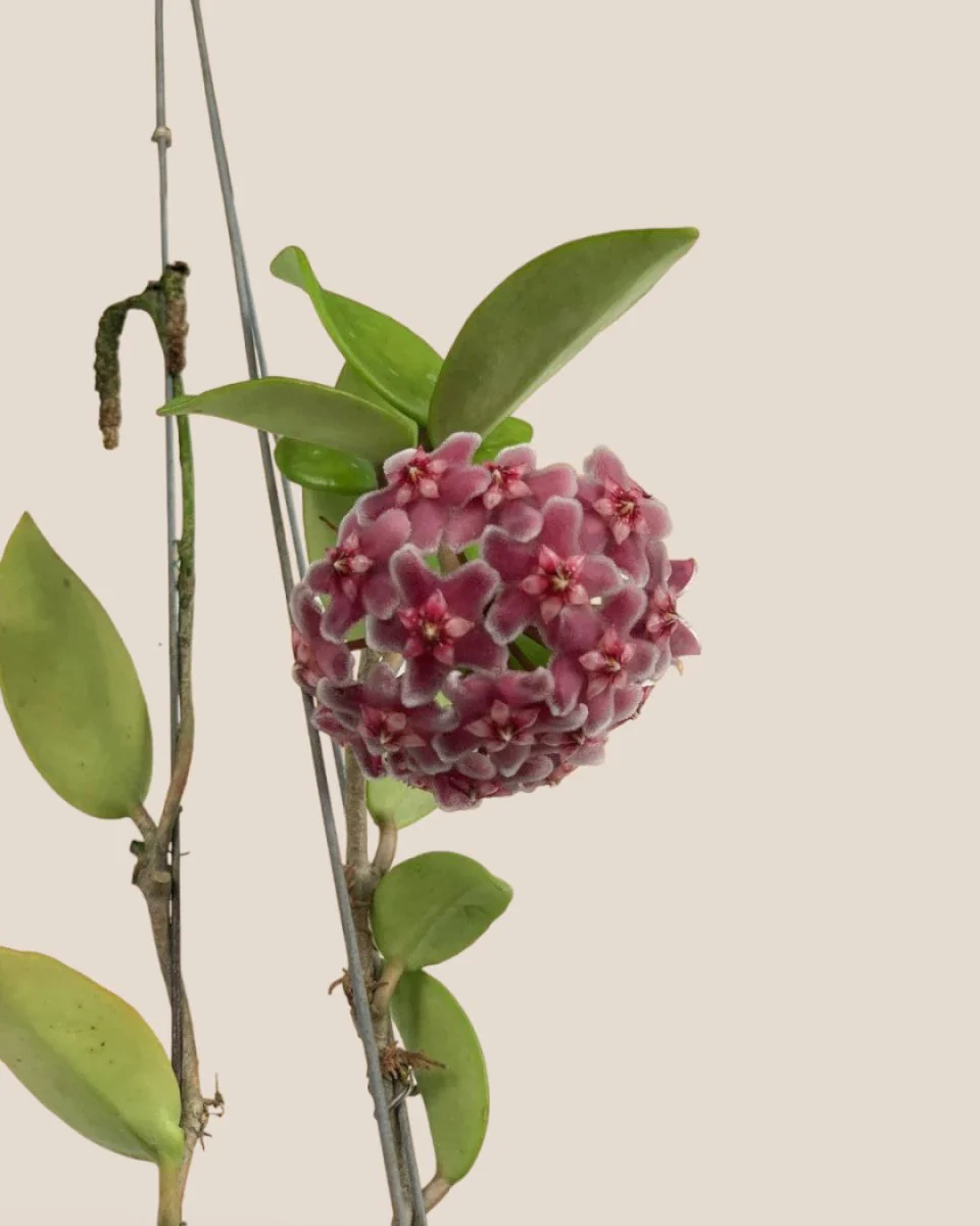 Hanging Hoya - Image 3