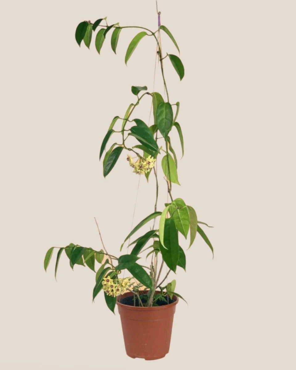 Hanging Hoya - Image 4