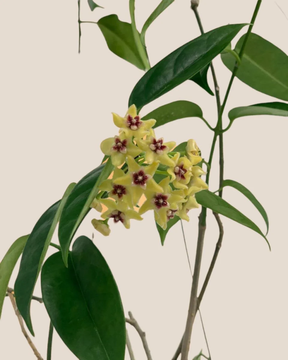 Hanging Hoya - Image 5