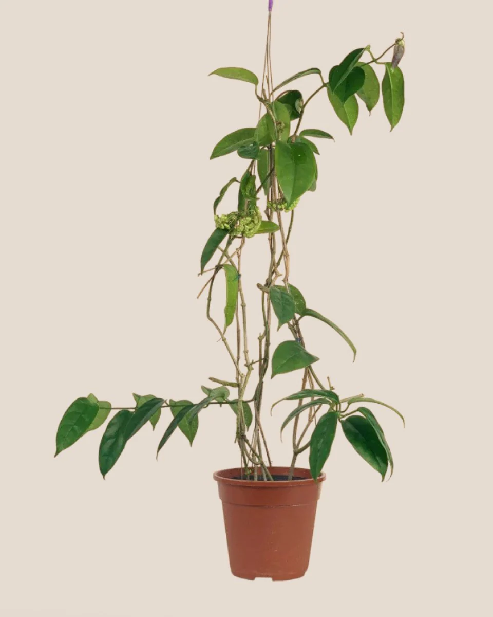 Hanging Hoya - Image 6