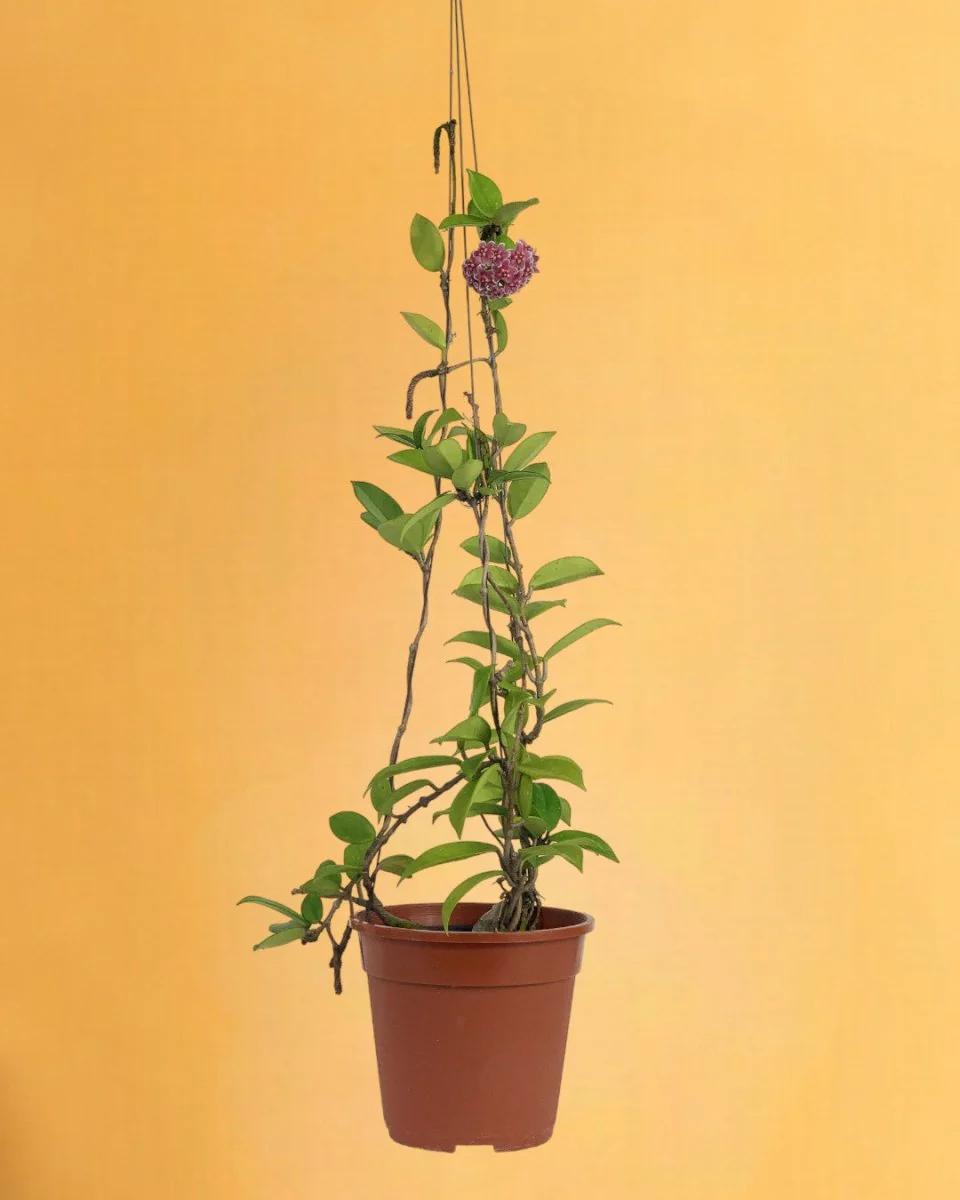 Hanging Hoya - Image 7