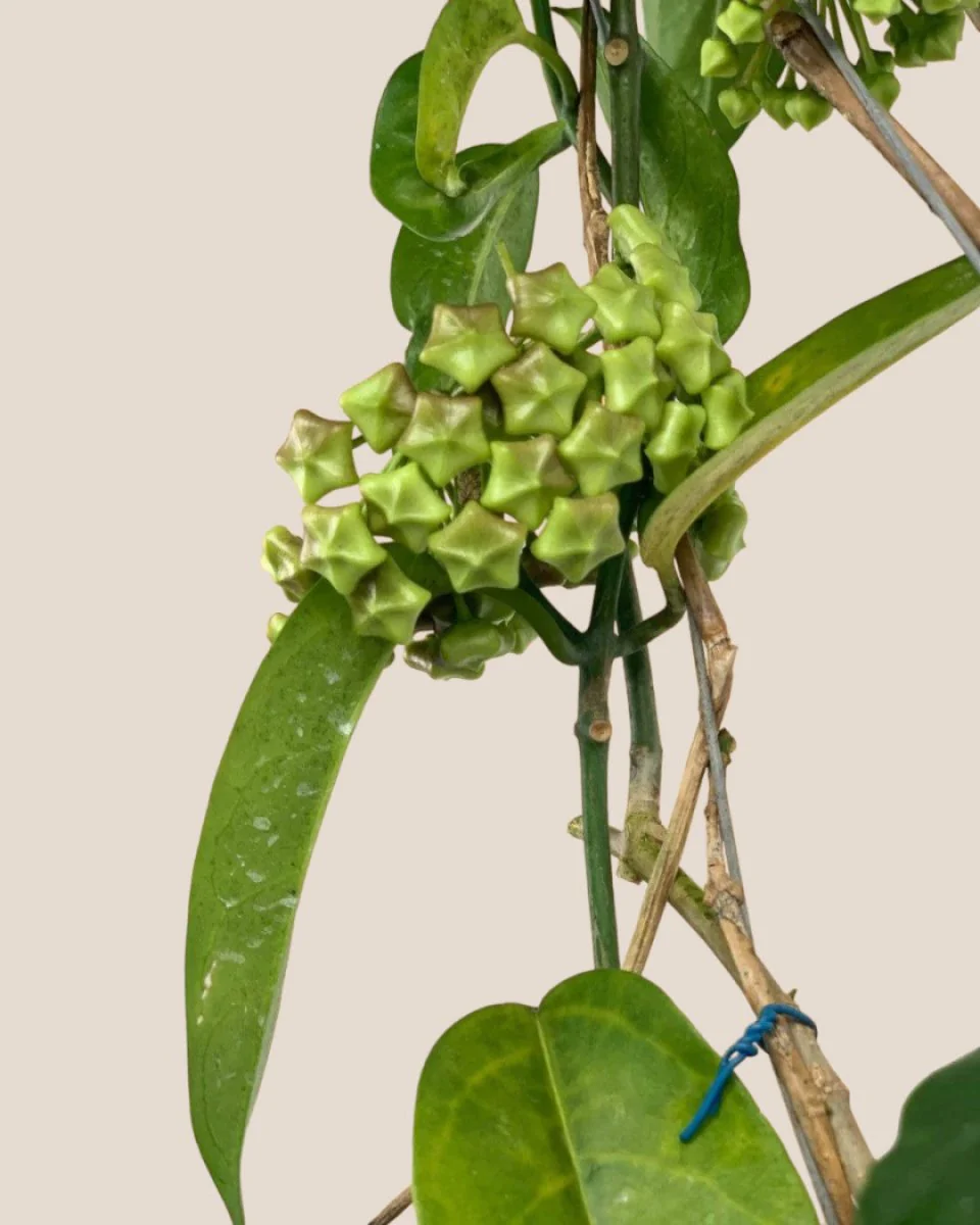 Hanging Hoya - Image 8
