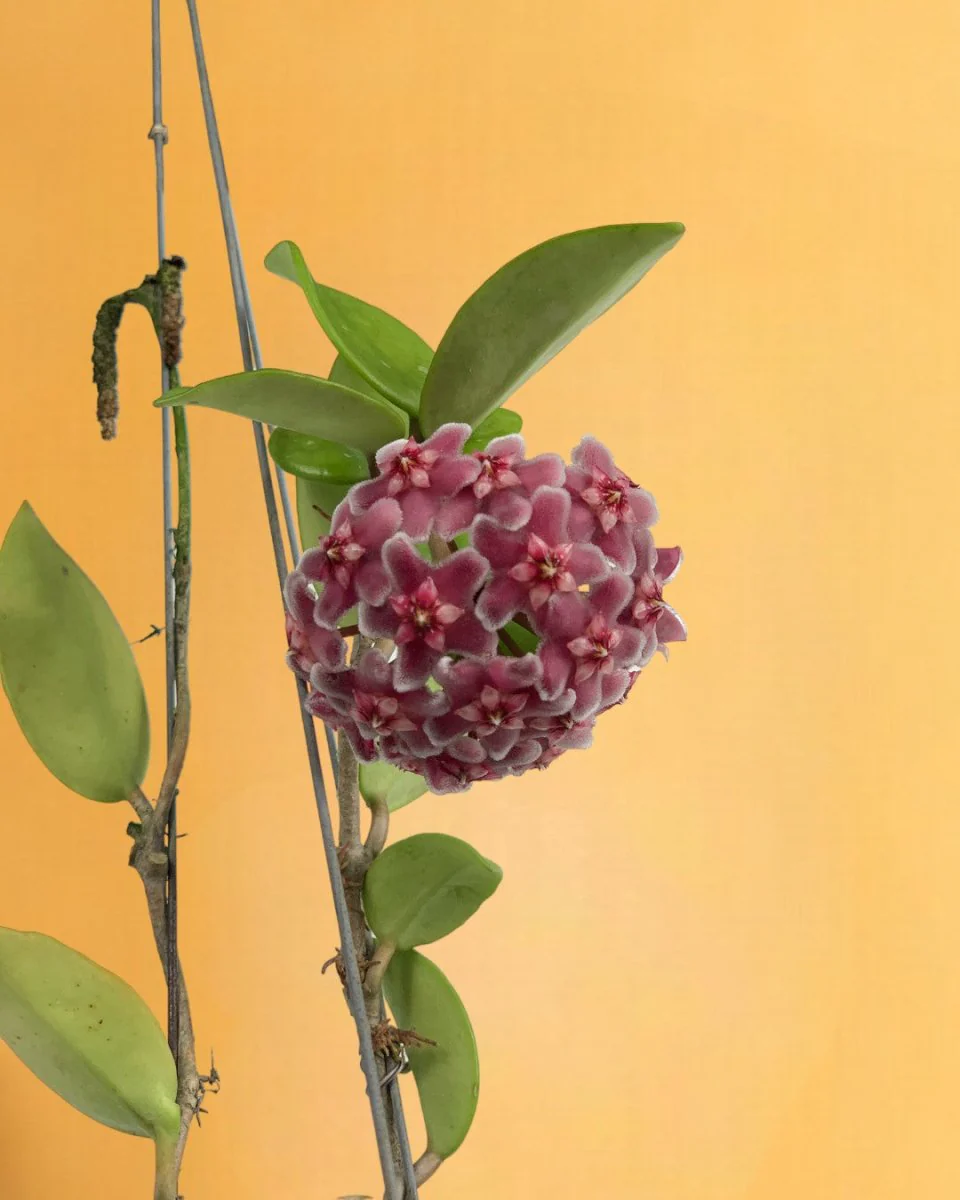 Hanging Hoya - Image 9