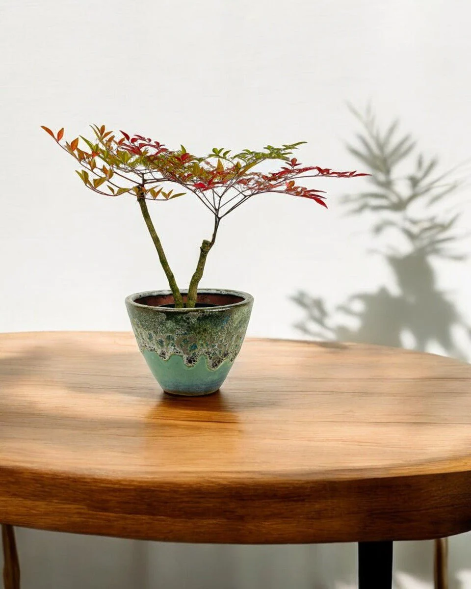 Heavenly Bamboo 'Nandina' - Image 2