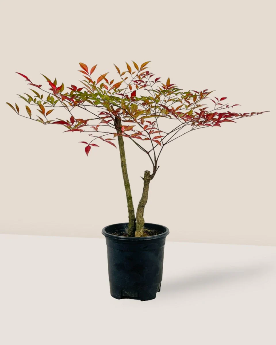 Heavenly Bamboo 'Nandina' - Image 3