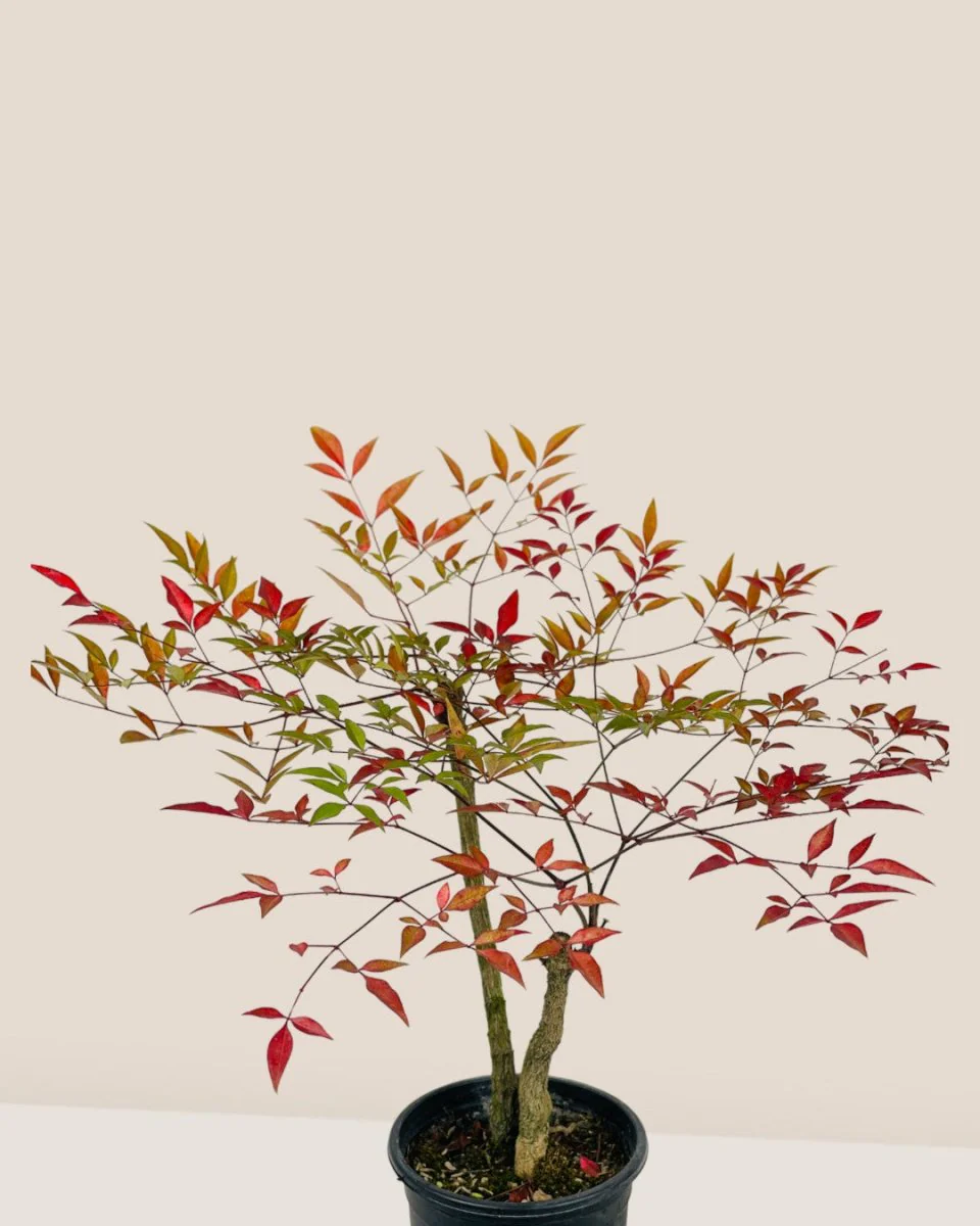 Heavenly Bamboo 'Nandina' - Image 4