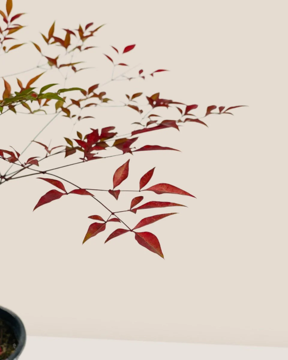 Heavenly Bamboo 'Nandina' - Image 5
