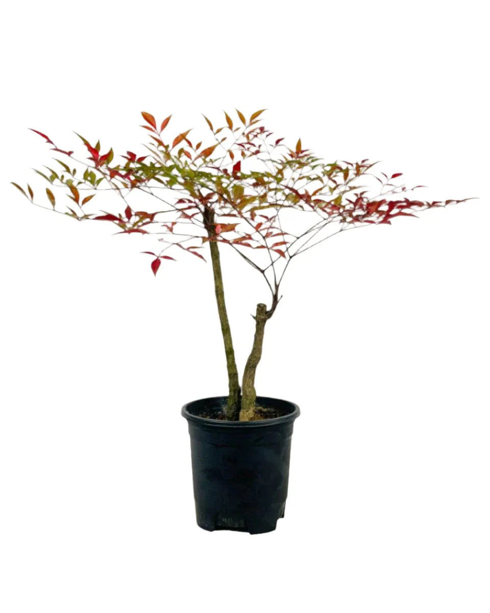 Heavenly Bamboo 'Nandina' - Image 6