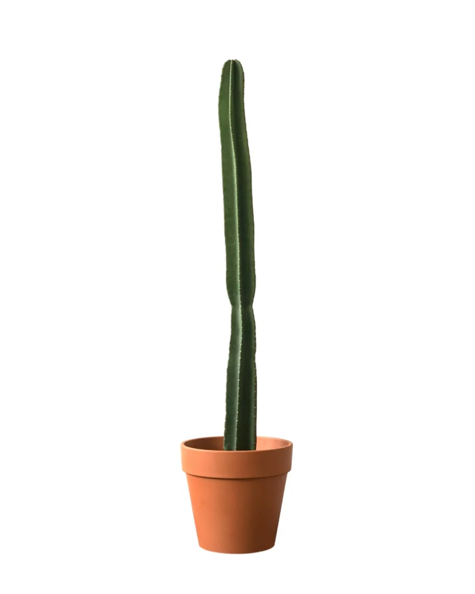 Hedge Cactus "Cereus repandus" - Image 10