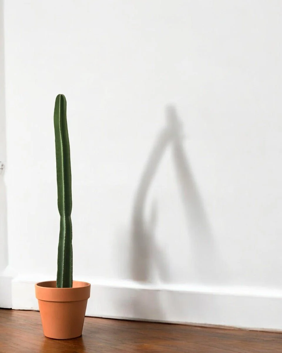 Hedge Cactus "Cereus repandus" - Image 11