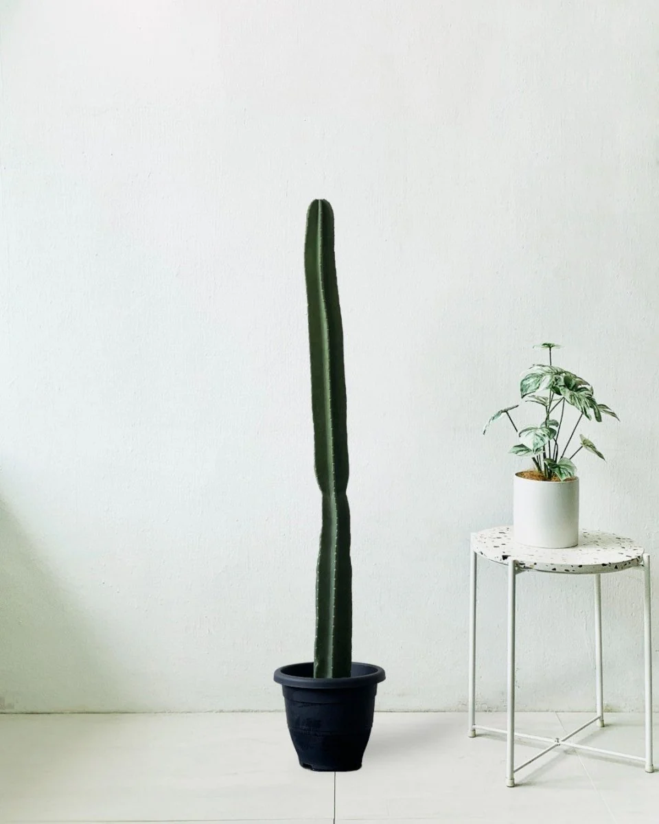 Hedge Cactus "Cereus repandus" - Image 12
