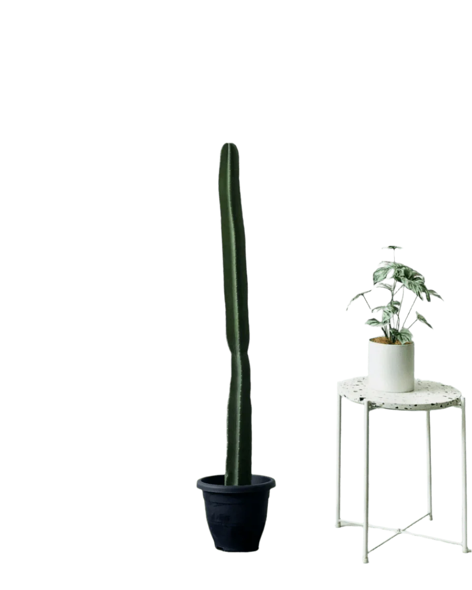 Hedge Cactus "Cereus repandus" - Image 13
