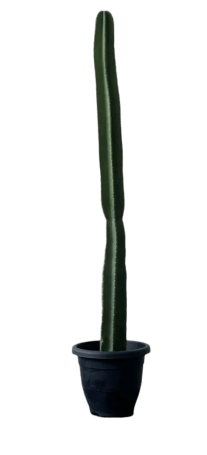 Hedge Cactus "Cereus repandus" - Image 14