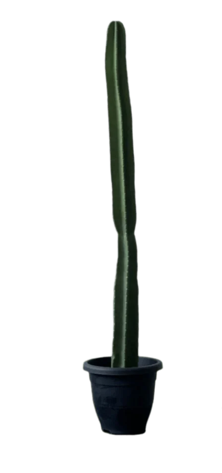 Hedge Cactus "Cereus repandus" - Image 15