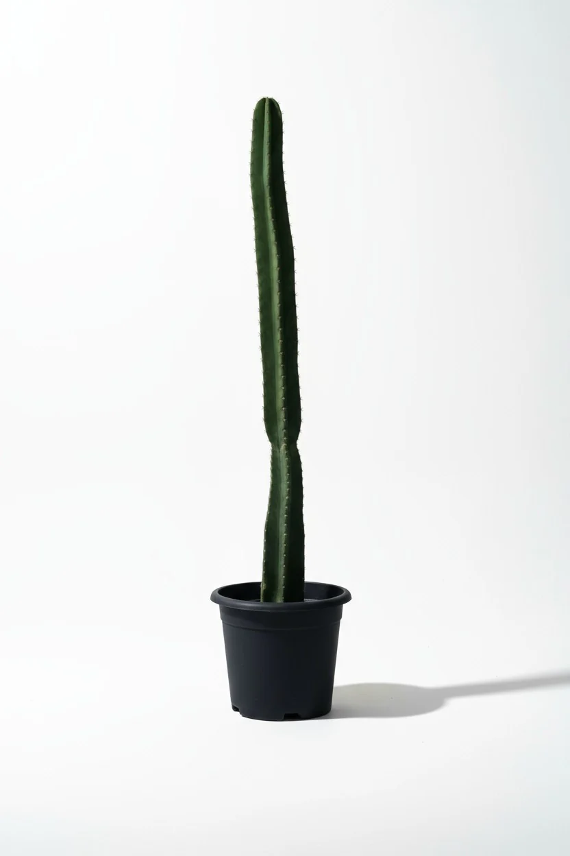 Hedge Cactus "Cereus repandus" - Image 6