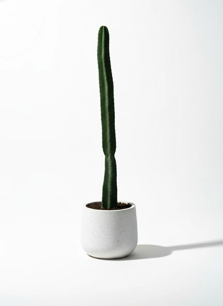 Hedge Cactus "Cereus repandus" - Image 7
