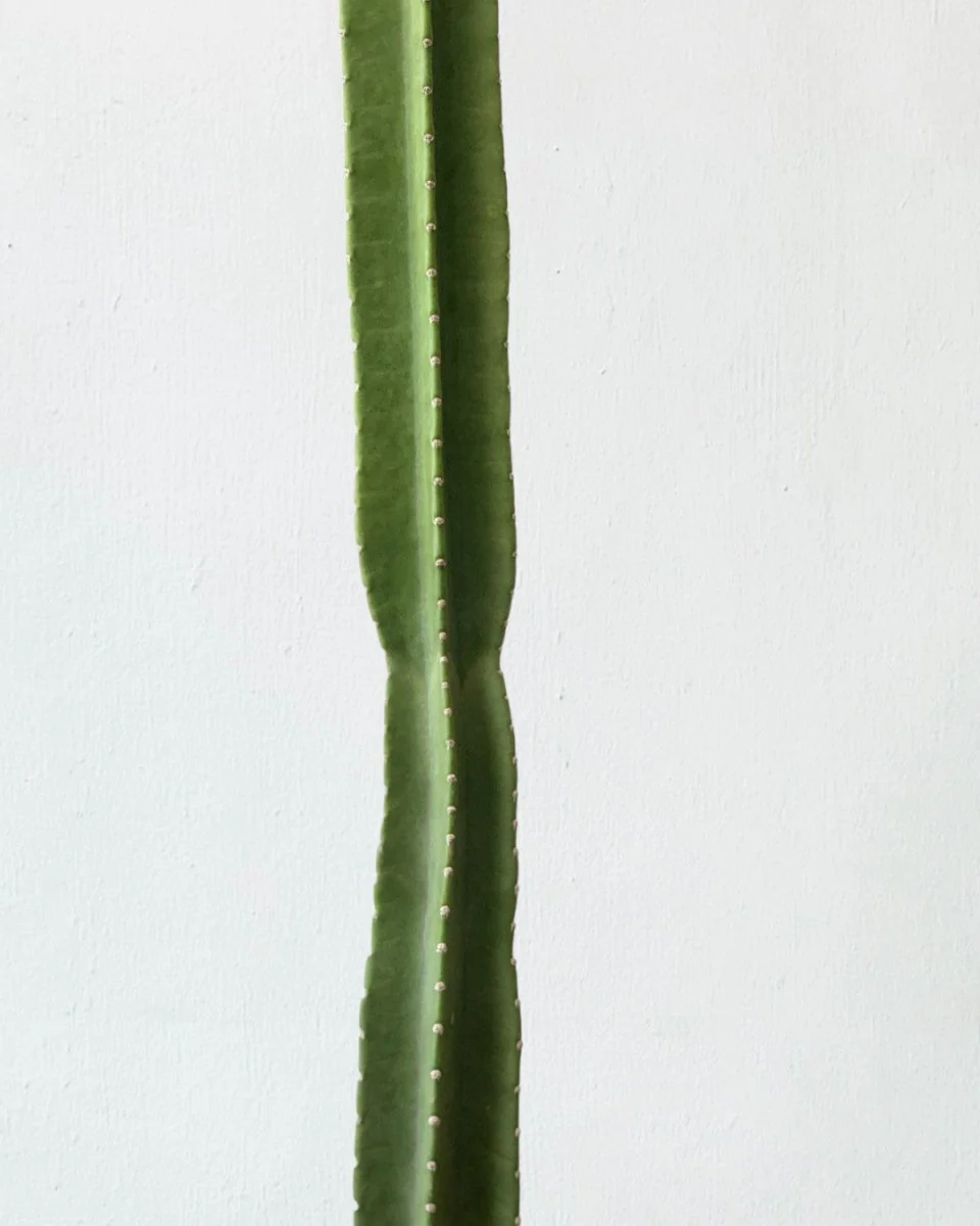 Hedge Cactus "Cereus repandus" - Image 8