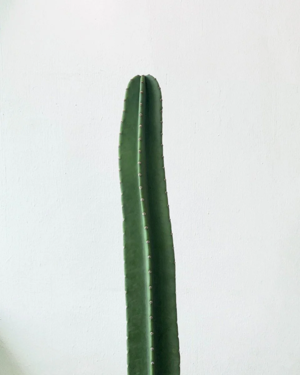 Hedge Cactus "Cereus repandus" - Image 9