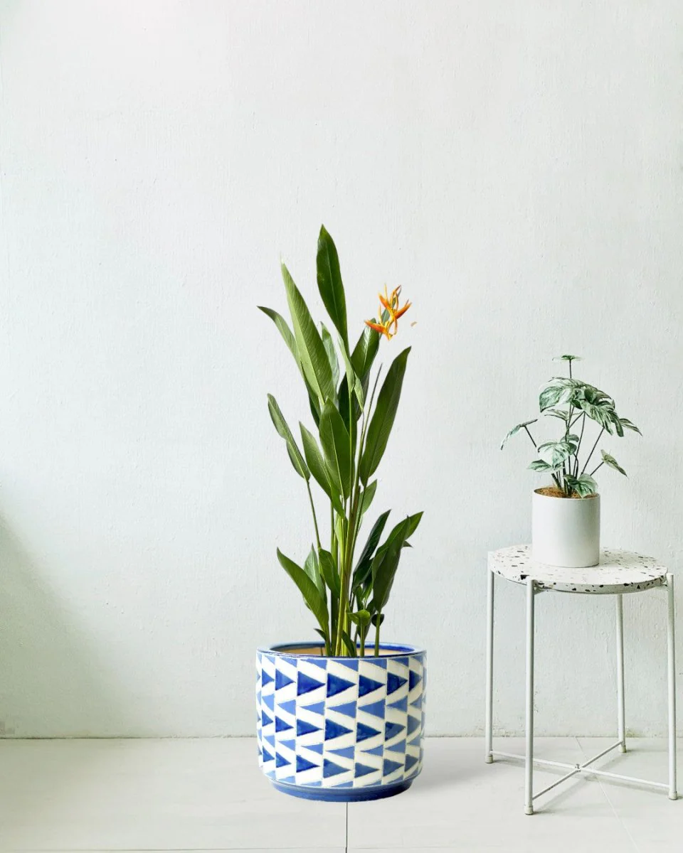 Heliconia (0.3m) - Image 10