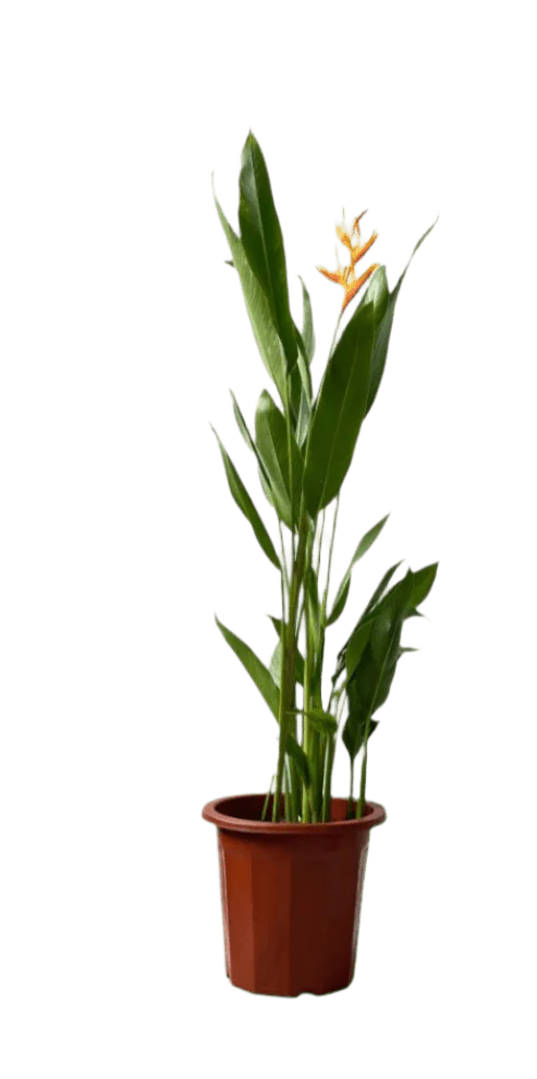 Heliconia (0.3m) - Image 11