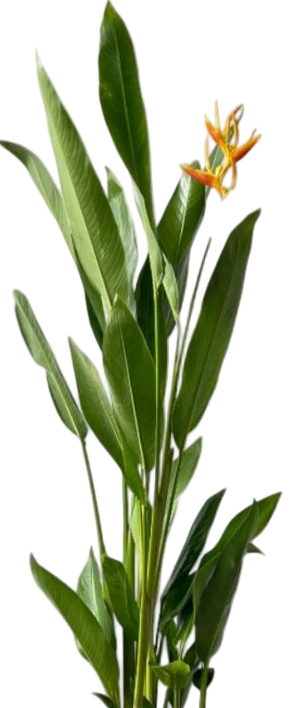 Heliconia (0.3m) - Image 12