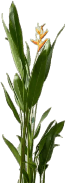 Heliconia (0.3m) - Image 13