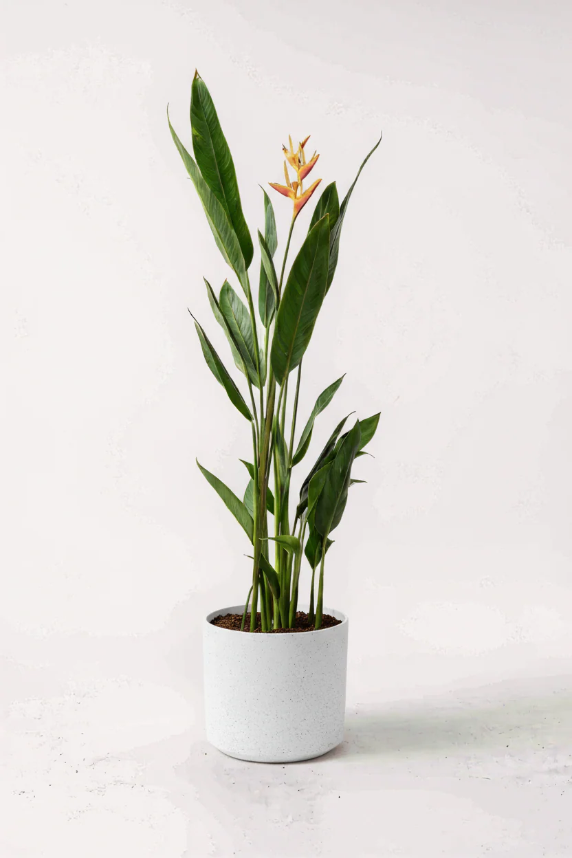 Heliconia (0.3m) - Image 5