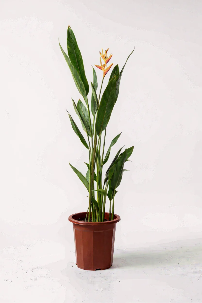 Heliconia (0.3m) - Image 6