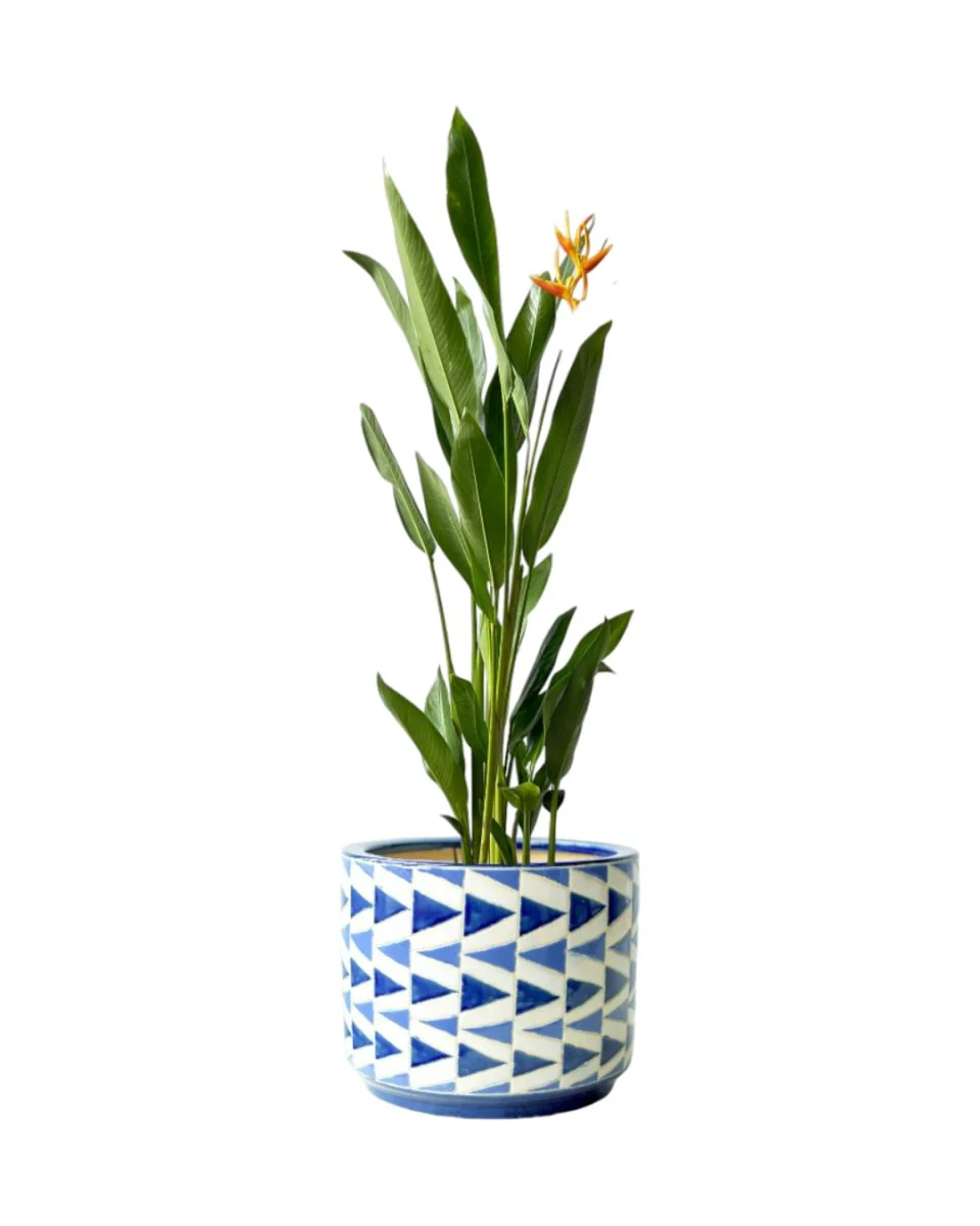 Heliconia (0.3m) - Image 7