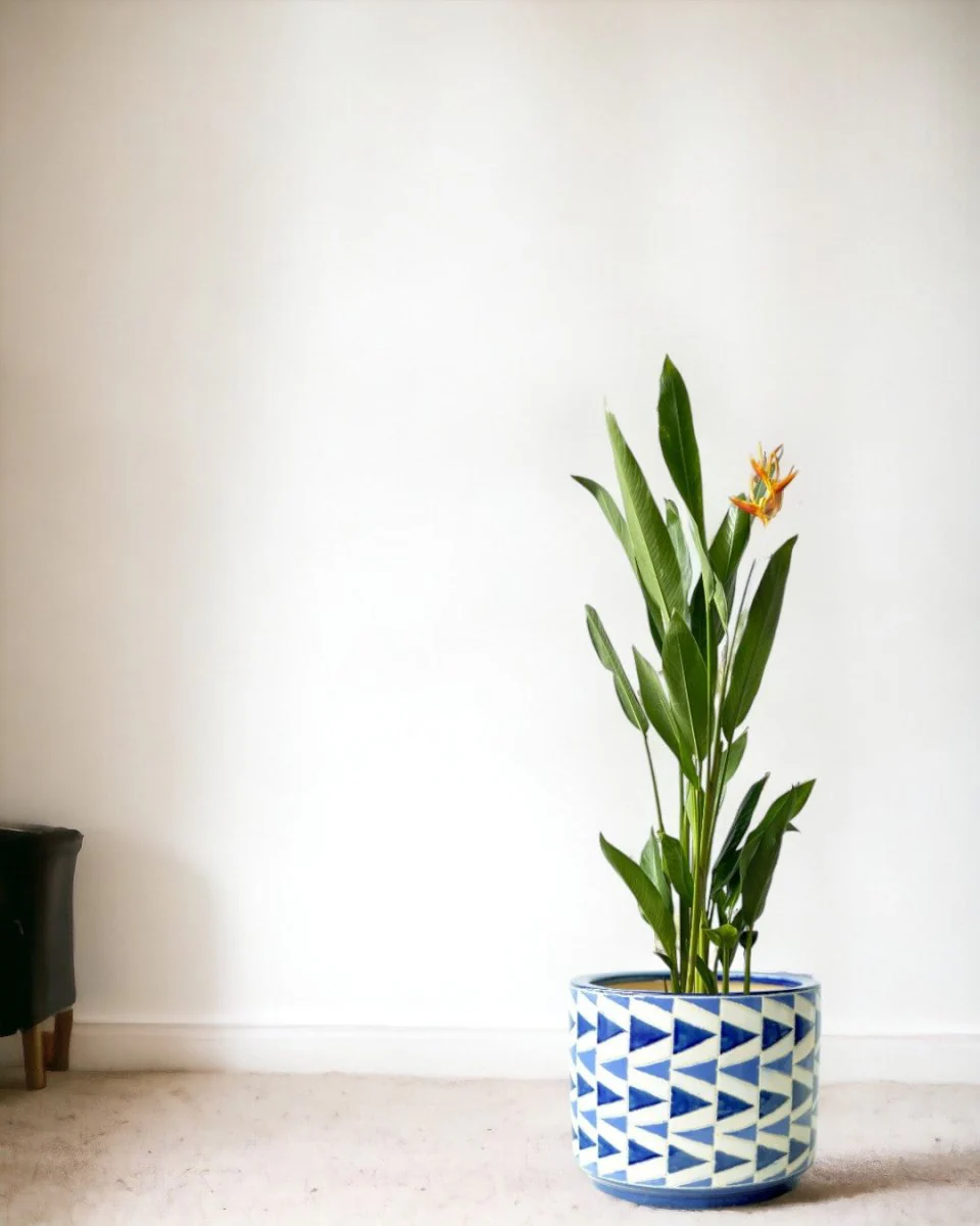 Heliconia (0.3m) - Image 8