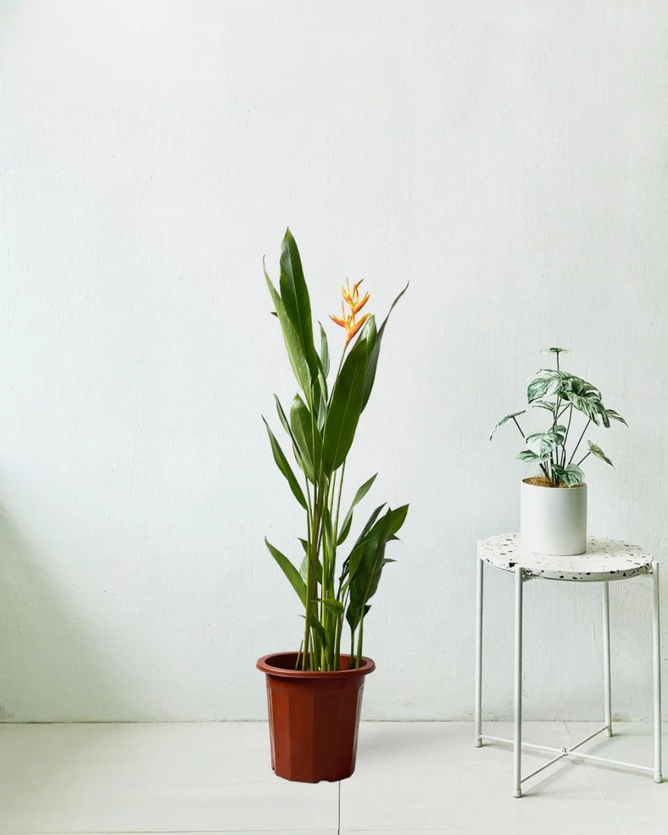 Heliconia (0.3m) - Image 9