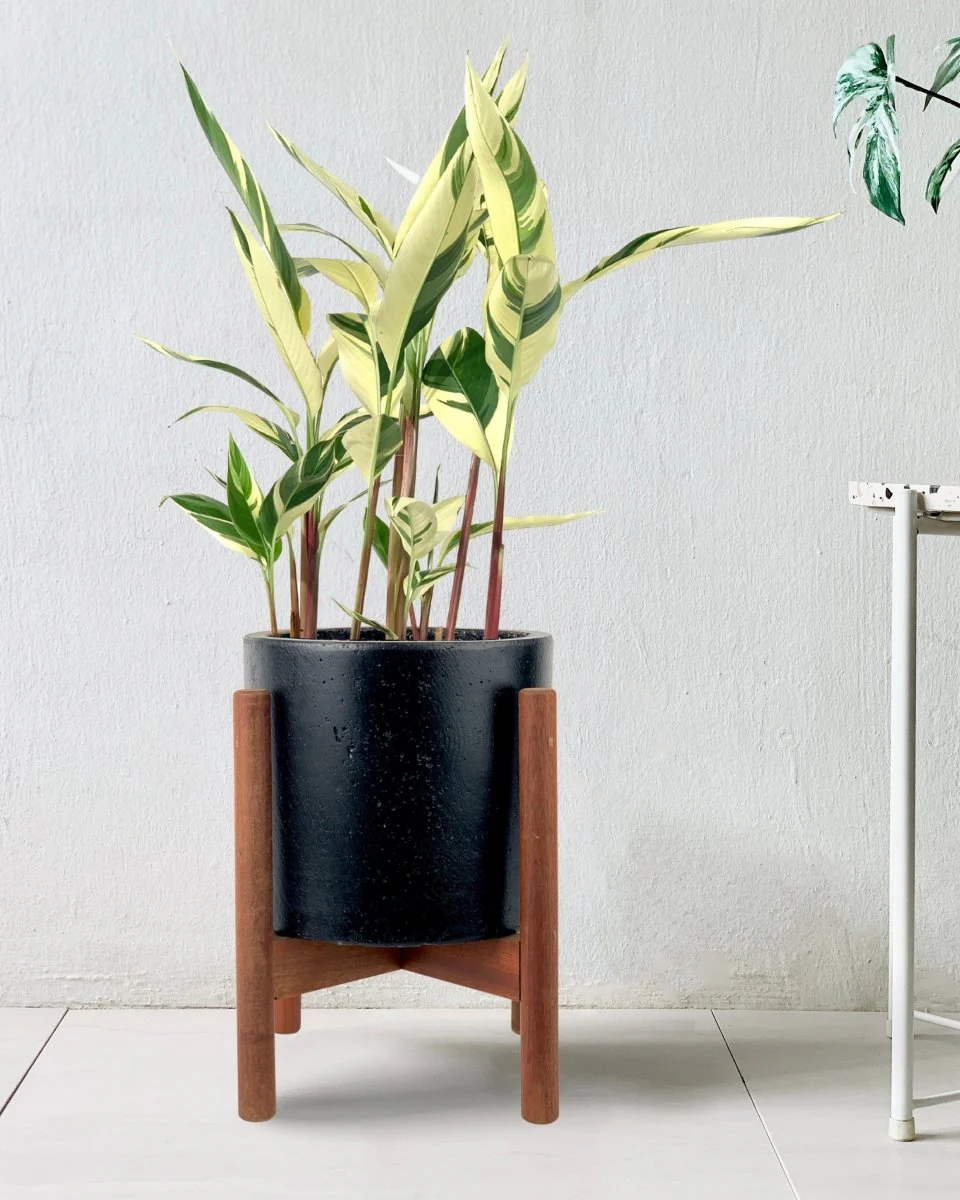 Lady Di Heliconia (Variegated) - Image 10