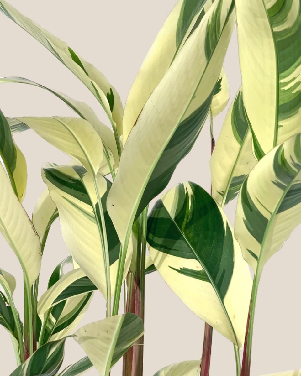 Lady Di Heliconia (Variegated) - Image 11