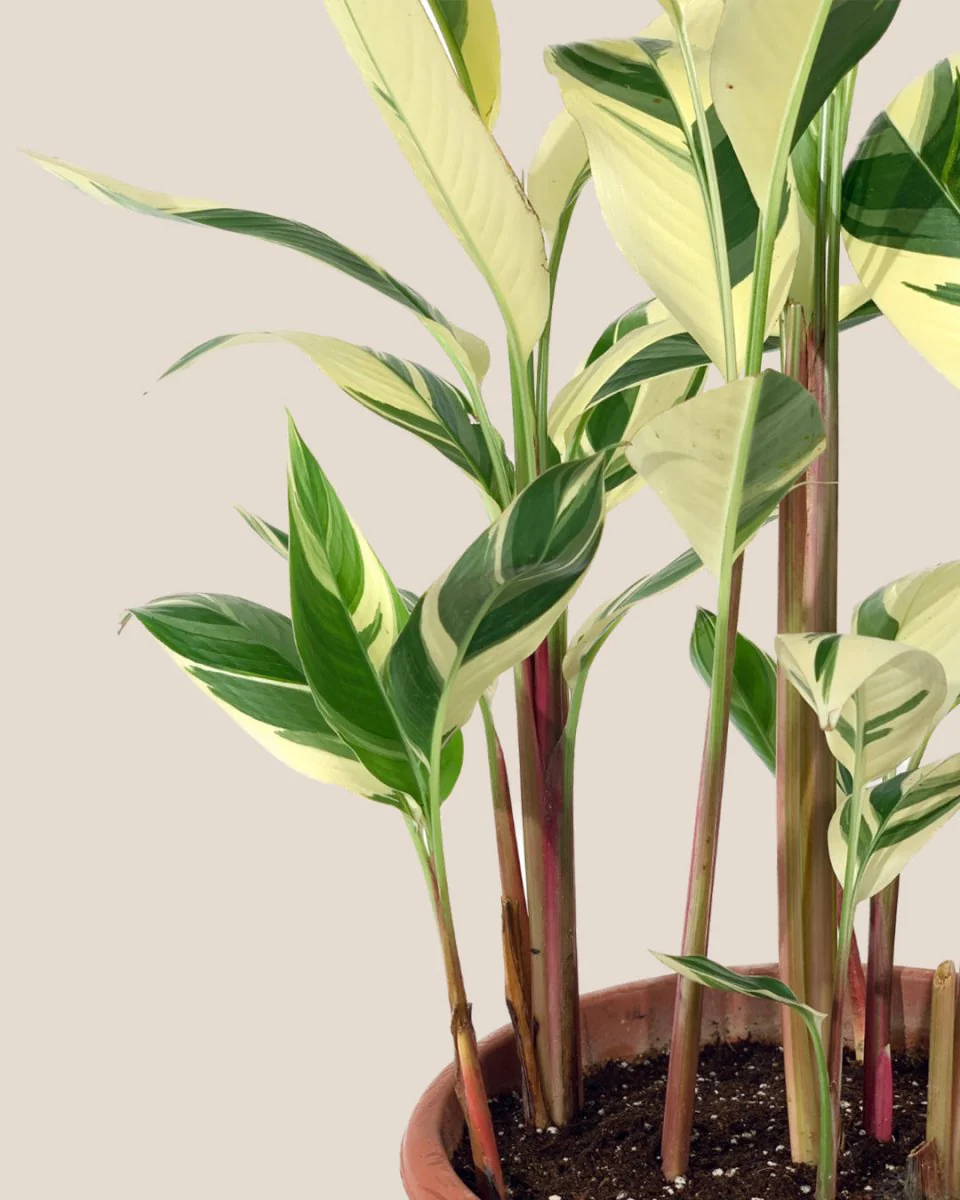 Lady Di Heliconia (Variegated) - Image 12
