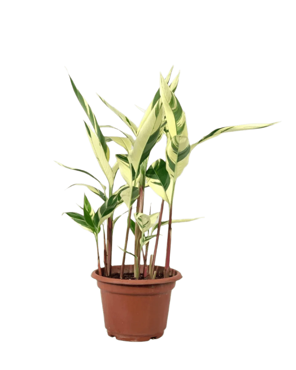 Lady Di Heliconia (Variegated) - Image 13