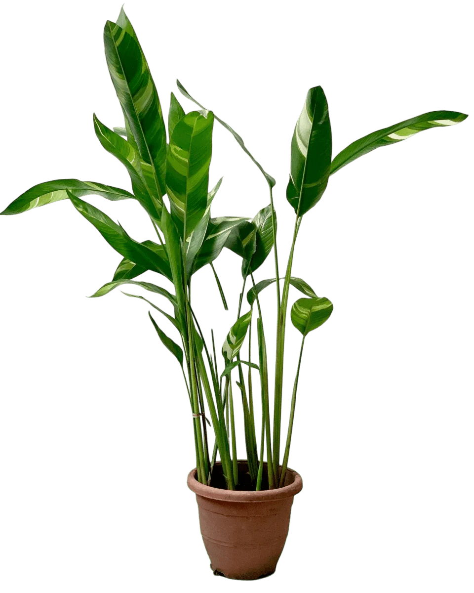 Lady Di Heliconia (Variegated) - Image 14