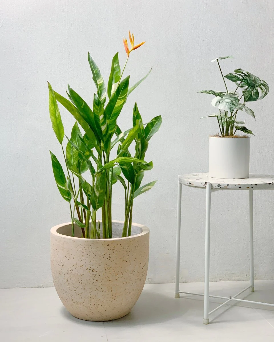 Lady Di Heliconia (Variegated) - Image 3
