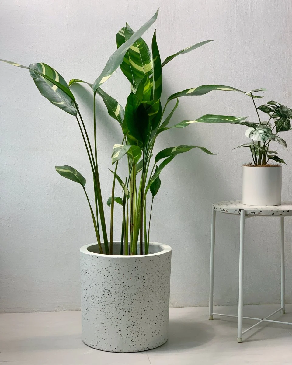 Lady Di Heliconia (Variegated) - Image 4