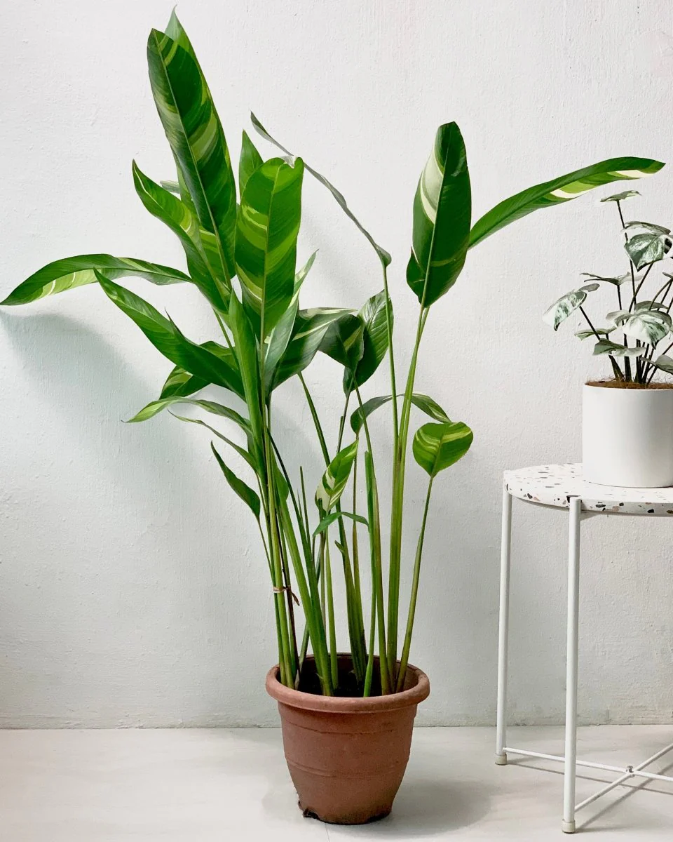 Lady Di Heliconia (Variegated) - Image 5
