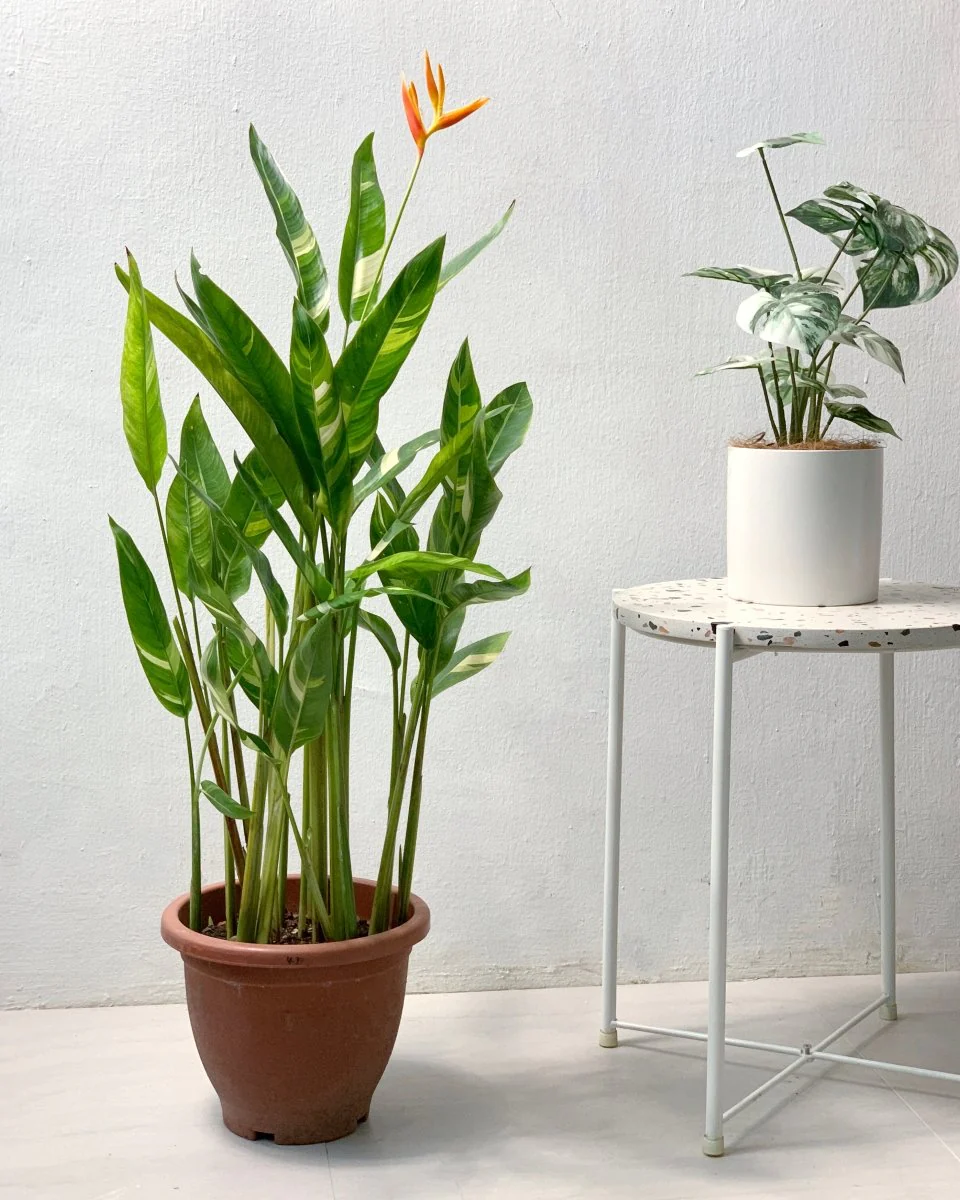 Lady Di Heliconia (Variegated) - Image 6